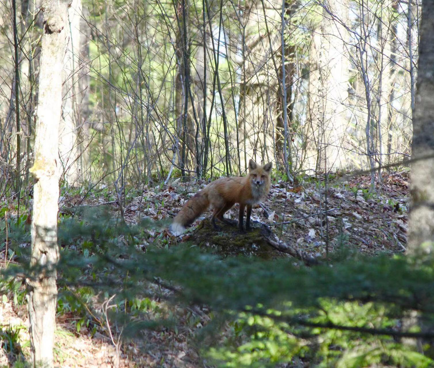 le renard du domaine lamy
