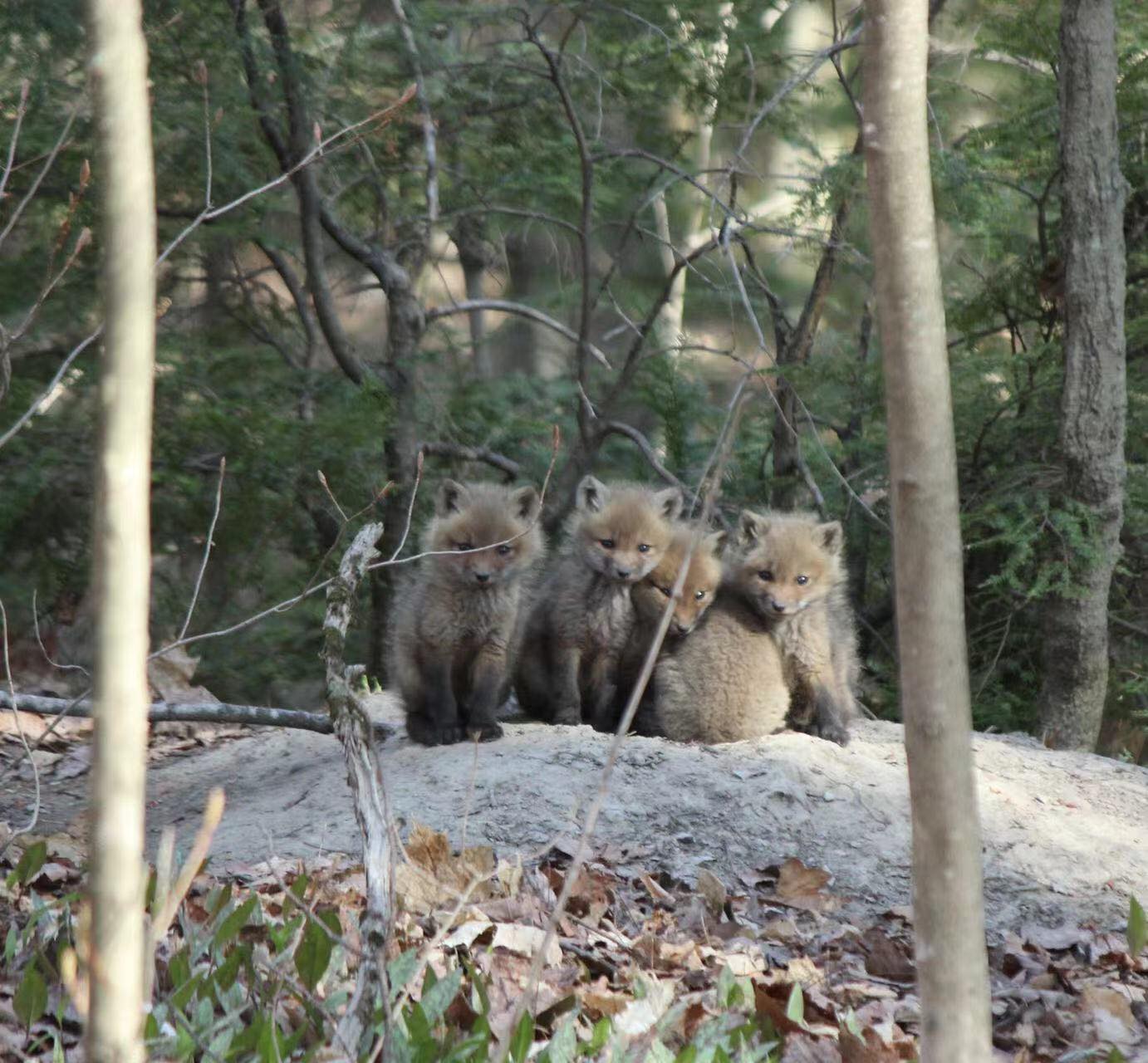 le renard et sa famille